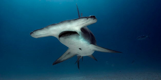 Hammerhead approaching