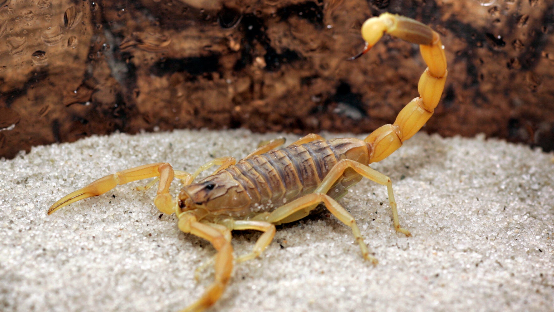 Скорпион Leiurus quinquestriatus (Deathstalker)