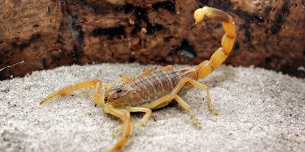 The venom from the deathstalker scorpion is now thought to be a treatment for brain cancer. Photographed...