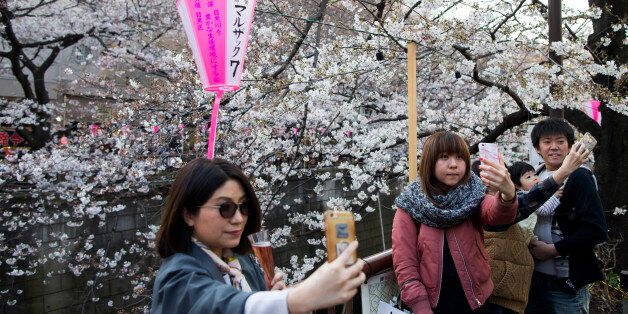 TOKYO, JAPAN - APRIL 04: People pose for selfie photographs in front of cherry trees in bloom on April 4, 2017 in Tokyo, Japan. Japan's cherry blossom season is reaching its climax this week. The season officially kicked off on March 21, 2017, when the Japanese Meteorological Agency confirmed the flowers on a sample tree in the Yasukuni Shrine were in bloom in Tokyo. (Photo by Tomohiro Ohsumi/Getty Images)