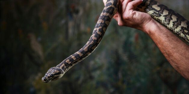 APRIL 10, 2017: SYDNEY, NSW - (EUROPE AND AUSTRALASIA OUT) Inmate Minas Kassiotis holds a Jungle python, believed to be addicted to 'Ice', during a photo shoot at the Windsor Correctional Centre in Sydney, New South Wales. The slippery customer had been seized in a raid on a methamphetamine laboratory, where it had absorbed the drug fumes and particles from the air as the ice was manufactured. The result was two metres of very angry, aggressive snake delivered into the carefully gloved hands of the prison service'u2019s wildlife rehabilitation program. (Photo by Dylan Robinson/Newspix/Getty Images)