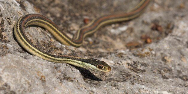 TEXAS, UNITED STATES - 2006/04/19: USA, Texas, Hill Country Near Hunt, Western Ribbon Snake, Garter Snake, On Rock. (Photo by Wolfgang Kaehler/LightRocket via Getty Images)