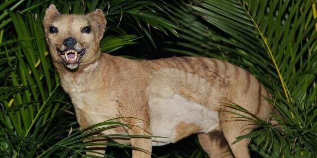 SYDNEY, AUSTRALIA: A Tasmanian tiger (Thylacine), which was declared extinct in 1936, is displayed at the Australian Museum in Sydney, 25 May 2002. Professor Mike Archer has led a team of scientists who have successfully replicated DNA from a 130-year-old female thylacine pup specimen preserved in ethanol and now plan to recreate the extinct species within a decade. AFP PHOTO/Torsten BLACKWOOD (Photo credit should read TORSTEN BLACKWOOD/AFP/Getty Images)