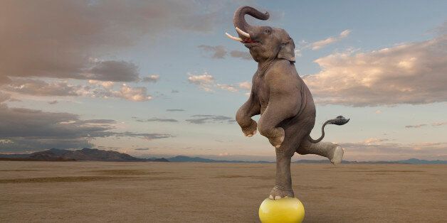 An elephant balances on one leg on a rubber ball exhibiting skill, balance and success.