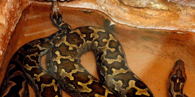 Two python molurus are seen with rabbits in a cage at the family-owned Palmyre Zoo in the 18 hectares (44 acres) pine forest of Les Mathes, in the Charente Maritime region, western France, November 19, 2013. The private zoo which opened in 1966 greets up to 800,000 visitors a year and is home to around 1,700 animals of 170 different species. Zoo keepers annually nourish the animals with 250 tons of fodder, 50 tons of meat, 20 tons of fish, 180 tons of fresh fruit and vegetables. Two full-time veterinarians are in charge of the health and well-being of the animals. The Palmyre Zoo participates in 40 European breeding programmes and provides funding for the conservation of endangered species. Picture taken November 19, 2013. REUTERS/Regis Duvignau (FRANCE - Tags: ANIMALS SOCIETY)