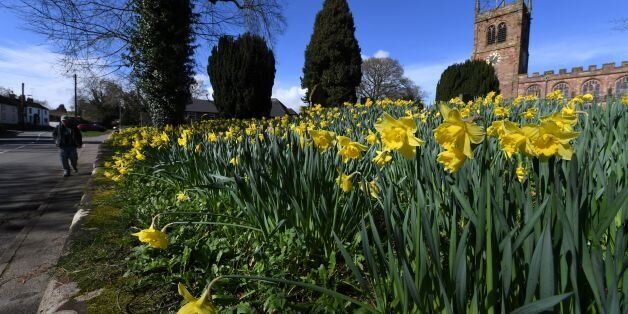 Daffodils are seen outside Holy Trinity Church in Eccleshall near Stoke-on-Trent in central England on March 21, 2017. / AFP PHOTO / Paul ELLIS (Photo credit should read PAUL ELLIS/AFP/Getty Images)