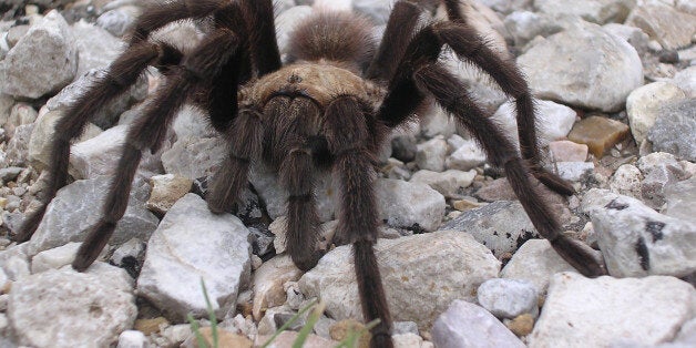 Tarantula on pebbles