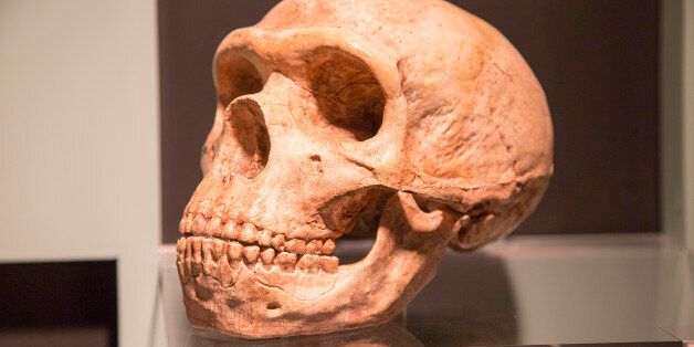 Skull of Homo Neanderthalensis, archaeology museum, Jerez de la Frontera, Cadiz Province, Spain. (Photo by: Geography Photos/UIG via Getty Images)