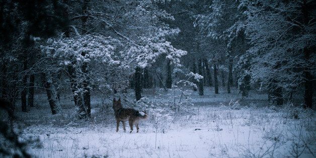 shepherd dog in winter forest, mongrel sheepdog