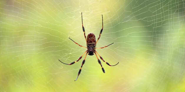 A large golden orb weaver at the center of a perfect web. These are also known as golden web weavers, giant wood spiders, or banana spiders.