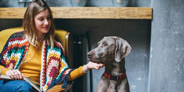 Weimaraner dog and his owner in pet friendly cafe