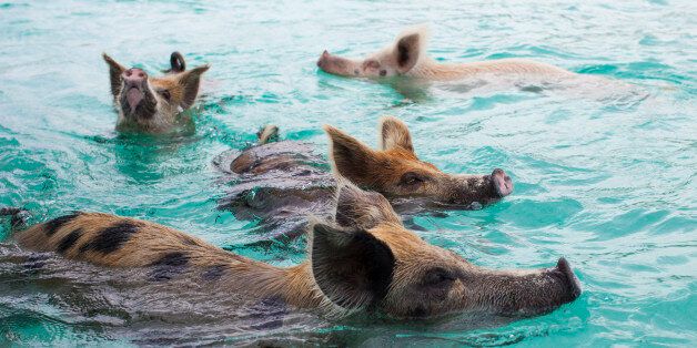 EXUMAS, THE BAHAMAS - JUNE 15: The famous swimming pink pigs at Staniel Cay on June 15, 2012 in the Islands of the Exumas, The Bahamas. (Photo by EyesWideOpen/Getty Images)