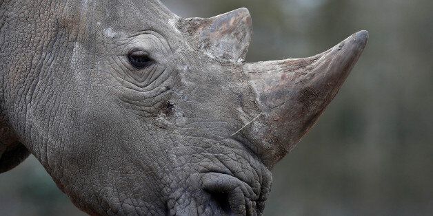White rhinoceros Bruno is seen in his enclosure at Thoiry zoo and wildlife park, about 50 km (30 miles) west of Paris, France, March 7, 2017. Poachers broke into the zoo last night, shot dead four-year-old male white rhino called Vince, and sawed off its horn in what is believed to be the first time in Europe that a rhino in captivity has been attacked and killed. REUTERS/Christian Hartmann