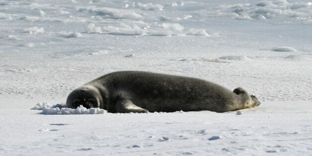 A seal lies on a frozen section of the Ross Sea at the Scott Base in Antarctica on November 12, 2016. REUTERS/Mark Ralston/Pool