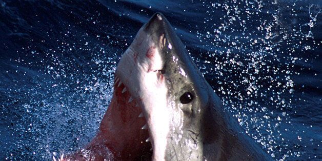 - An undated photo - of a Great White shark which can now be repelled by a electronic shark shield. An Australian firm unveiled on March 27, 2002 an electronic shark repellant unit which when attached to swimmers legs, emits an electronic field to??? USE ONLY (Credit : REUTERS/Seachangetechnolgy)