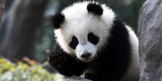 CHENGDU, CHINA - FEBRUARY 28: Giant panda cub Qi Yi climbs at Chengdu Research Base of Giant Panda Breeding on February 28, 2017 in Chengdu, Sichuan Province of China. A video footage of 7-month-old giant panda Qi Yi clinging to the keeper\'s leg at the Chengdu Research Base of Giant Panda Breeding went viral online. (Photo by An Yuan/CNSPHOTO/VCG)