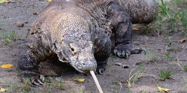 SURABAYA, INDONESIA - JUNE 05: A Komodo dragon seen at a zoo on June 05, 2015 in Surabaya, Indonesia. Komodo dragons are mostly found on Komodo island in Indonesia, the island is particularly notable as the habitat of the Komodo dragon, the largest lizard on Earth. These carnivorous lizards, which feed on water buffalos, deer and wild boars, can grow upto three meters in length and weigh more than 150 kilograms. PHOTOGRAPH BY Jefta Images / Barcroft Media (Photo credit should read Jefta Images / Barcroft Media via Getty Images)