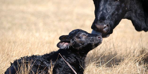 A cow and her newborn calf, fifteen minutes old.