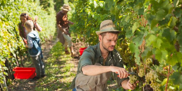 Man picking white grapes with scissors in his vineyard with hat on his head. the whole family in the background. Late afternoon.