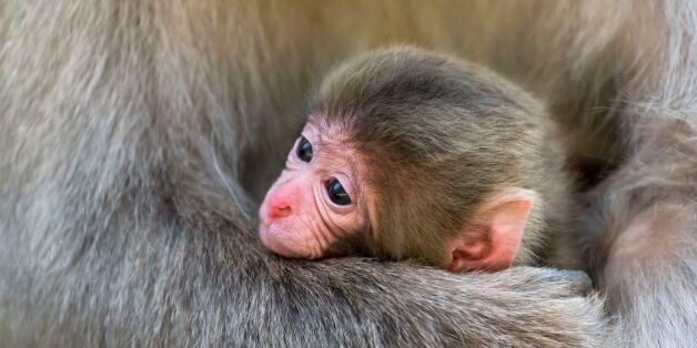 Infant of Japanese Macaque, Macaca fuscata at Snow Monkey Park in Jigokudani, Yamanouchi, Japan. (Photo by: Education Images/UIG via Getty Images)
