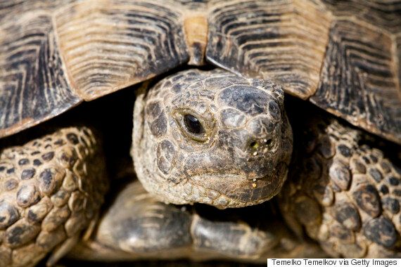 Ο πραγματικός λόγος που οι χελώνες «έμαθαν» να κρύβουν το κεφάλι τους στο