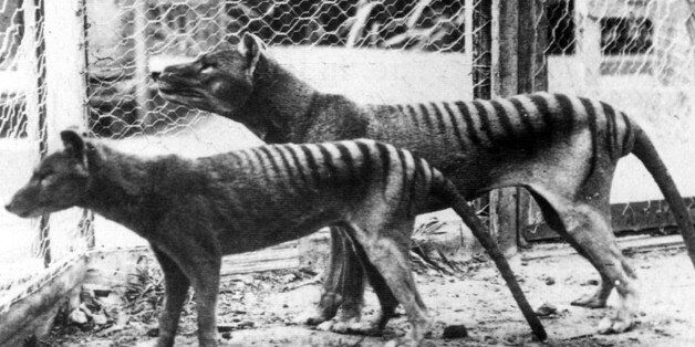 Now extinct, Tasmanian Tiger (thylacine) in Hobart Zoo Tasmania;Australia. 1933. (Photo by: Universal History Archive/UIG via Getty Images)