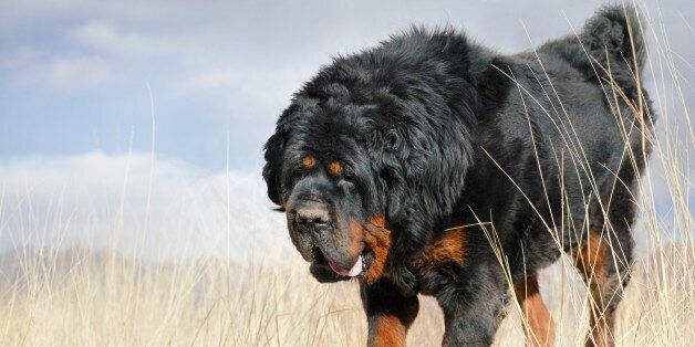 Dog tibetan mastiff walking in Tibet