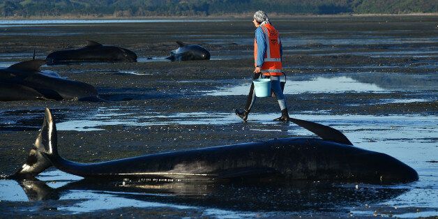 This picture taken on February 11, 2017 shows a volunteer caring for pilot whales during a mass stranding at Farewell Spit.Most of the more than 200 whales who became stranded on New Zealand's notorious Farewell Spit on the weekend have been able to refloat themselves, conservation officials said on February 12. / AFP / Marty MELVILLE (Photo credit should read MARTY MELVILLE/AFP/Getty Images)