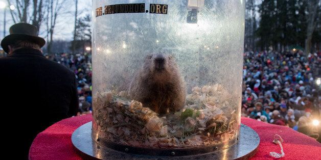 PUNXSUTAWNEY, PA - FEBRUARY 2: Punxsutawney Phil saw his shadow predicting six more weeks of winter during 131st annual Groundhog Day festivities on February 2, 2017 in Punxsutawney, Pennsylvania. Groundhog Day is a popular tradition in the United States and Canada. A smaller than usual crowd this year of less than 20,000 people spent a night of revelry awaiting the sunrise and the groundhog's exit from his winter den. If Punxsutawney Phil sees his shadow he regards it as an omen of six more weeks of bad weather and returns to his den. Early spring arrives if he does not see his shadow, causing Phil to remain above ground. (Photo by Jeff Swensen/Getty Images)