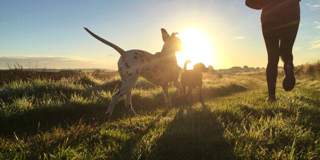 Woman out running along a grassy track with her two dogs. Rear view if get legs with both dogs in view. Early morning light creates shadows at atmosphere. Shot on iPhone 6