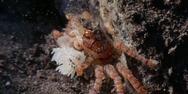 Boxer Crab found in Tulamben, Bali, Indonesia.
