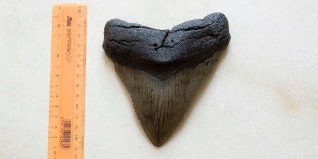 Fossiised prehistoric Great White shark tooth, Gansbaai, Western Cape (Photo by Hoberman Collection/UIG via Getty Images)