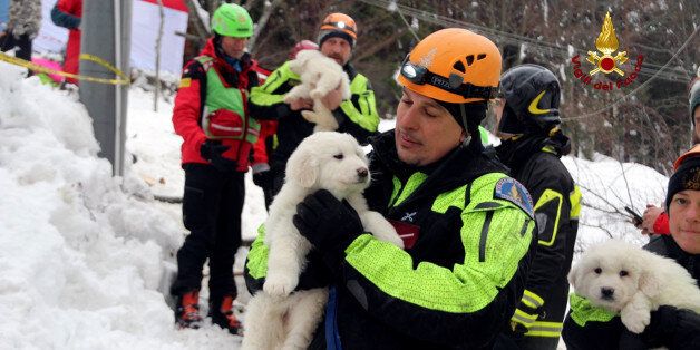 A firefighter holds one of the three puppies found alive in the rubble of the Hotel Rigopiano after the avalange, near Farindola, central Italy, on January 23, 2017. Vigili del Fuoco/Handout via REUTERS ATTENTION EDITORS - THIS IMAGE WAS PROVIDED BY A THIRD PARTY. EDITORIAL USE ONLY. IMAGE OBSCURED AT SOURCE.S TPX IMAGES OF THE DAY