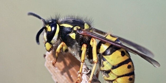 Vespula germanica