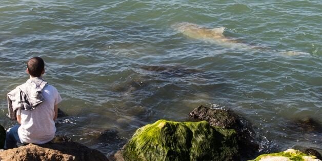 A picture taken on January 23, 2017, shows an Israeli man looking at sharks in the Mediterranean sea off the Israeli coastal city of Hadera north of Tel Aviv.Dozens of sandbar and dusky sharks, which can reach up to three metres (10 feet) length, have gathered off the coast of northern Israel where waters in the Mediterranean are warmer, prompting authorities to warn locals to keep away. / AFP / JACK GUEZ (Photo credit should read JACK GUEZ/AFP/Getty Images)