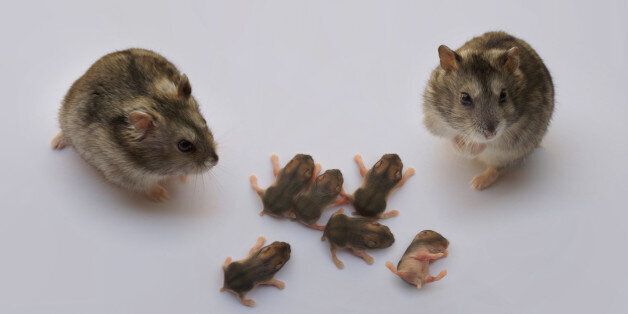 Hamster family with babies