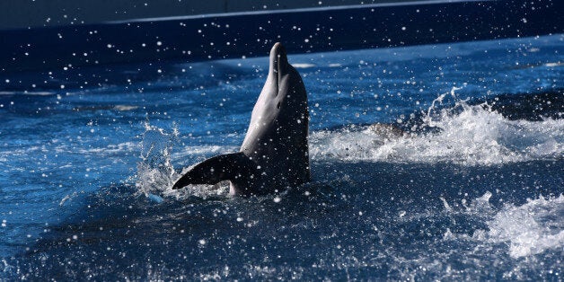 ZOO AQUARIUM DE MADRID, MADRID, SPAIN - 2016/09/20: A baby dolphin pictured during a show at the Madrid Zoo and Aquarium. (Photo by Jorge Sanz/Pacific Press/LightRocket via Getty Images)