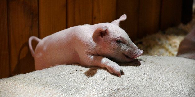 DENVER, COLORADO - DECEMBER 20: A Yorkshire baby piglet hangs out on it's momma's back while she nurses her other piglets at the baby animal nursery in the paddock area of the Events Center at the National Western Stock Show on December 20, 2016 in Denver, Colorado. The 8 piglets were on January 1st of the new year. The baby animals will be on display until the end of the stock show. (Photo by Helen H. Richardson/The Denver Post via Getty Images)