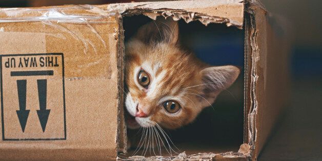 Ginger kitten playing with a cardboard box.