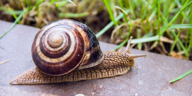 Snail in macro close-up blurred background