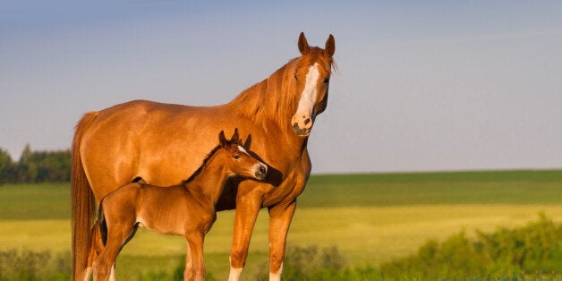 Mare run with colt in beautiful field at sunrise