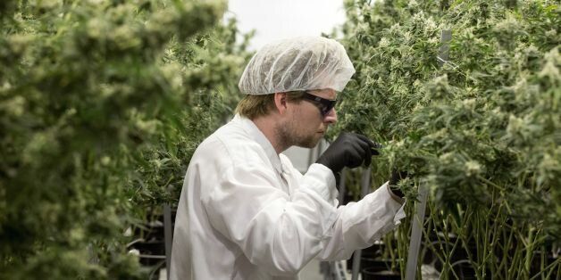 Tweed employee Ryan Harris trims plants inside the Flowering Room with medicinal marijuana at Tweed INC. in Smith Falls, Ontario, on December 5, 2016. / AFP / Lars Hagberg (Photo credit should read LARS HAGBERG/AFP/Getty Images)