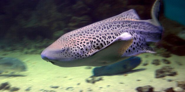 Leopard sharks occur in the Eastern Pacific ocean, in temperate-cool and warm-temperate waters.
