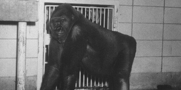 Mother gorilla of Colo, baby gorilla, of Columbus, Ohio zoo, 1st to survive birth in captivity. (Photo by Francis Miller/The LIFE Picture Collection/Getty Images)