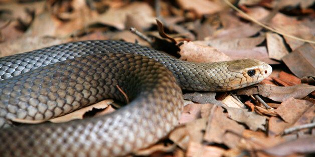 'Close-up of an alert and deadly Coastal Taipan, Oxyuranus scutellatus, as it slowly unwinds its coiled body. This is a highly venomous snake found in northern Australia and has a strongly neurotoxic venom. It has the third most toxic venom of any land snake in the world and many people have died from its bite. Horizontal.'