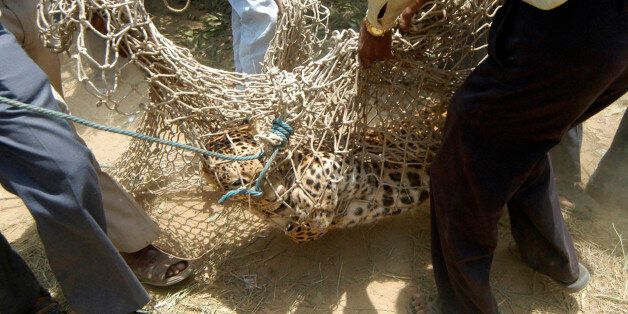 A leopard is carried in a net by zoo officials near Kamlapur village, 45 km (28 miles) west from the northern Indian city of Lucknow, May 20, 2008. The leopard went astray on Tuesday morning and injured two people before the zoo officials caught him with the help of villagers, a zoo official said. REUTERS/Pawan Kumar (INDIA)