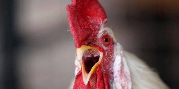 A chicken, which according to its owner is not infected with H7N9 bird flu, crows at a yard in central Beijing, April 13, 2013. The Chinese capital reported on Saturday its first case of a new strain of bird flu, state news agency Xinhua said, the first time it has been found in a human outside of eastern China. The seven-year-old girl is in a stable condition in a Beijing hospital, the report said. Two people who have had close contact with the child have shown no signs of being infected so far, Xinhua added. So far 11 people have died of the H7N9 bird flu strain since it was confirmed in humans for the first time last month, with 44 infections in all having been reported to date. REUTERS/Jason Lee (CHINA - Tags: HEALTH DISASTER ANIMALS)