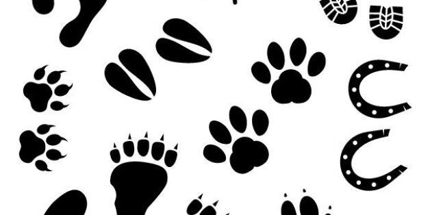 Vector art: human and animal footprints.