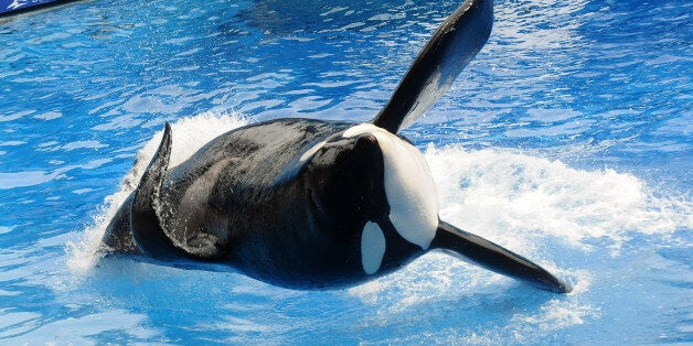 ORLANDO, FL - MARCH 30: Killer whale 'Tilikum' appears during its performance in its show 'Believe' at Sea World on March 30, 2011 in Orlando, Florida. 'Tilikum' is back to public performance March 30, the first time since the six-ton whale has performed since killing trainer 40-year-old trainer Dawn Brancheau at the marine park on February 24 2010, after Sea World Parks & Entertainment president Jim Atchinson signed off on the decision this week. (Photo by Gerardo Mora/Getty Images)