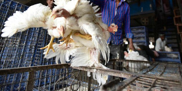 NEW DELHI, INDIA - OCTOBER 24: Labour working at Ghazipur chicken mandi (market) on October 24, 2016 in New Delhi, India. The Delhi government on Monday issued health advisory after six more birds died of the Avian flu. The H5N8 flu has resulted in the deaths of 64 birds since October 14. However, the H5N8 flu is not harmful to humans. The park remained shut for the public at large after ducks were found dying because of bird flu. (Photo by Ravi Choudhary/Hindustan Times via Getty Images)